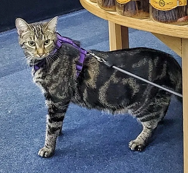 Lost cat in Folkston, GA, 31537