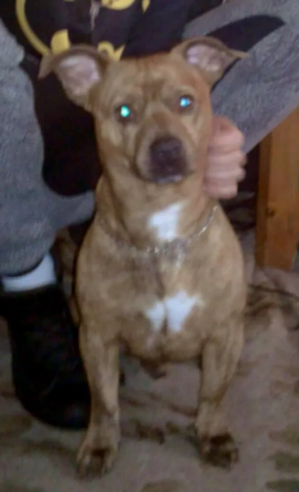 Lost dog in Antioch, CA, 94509