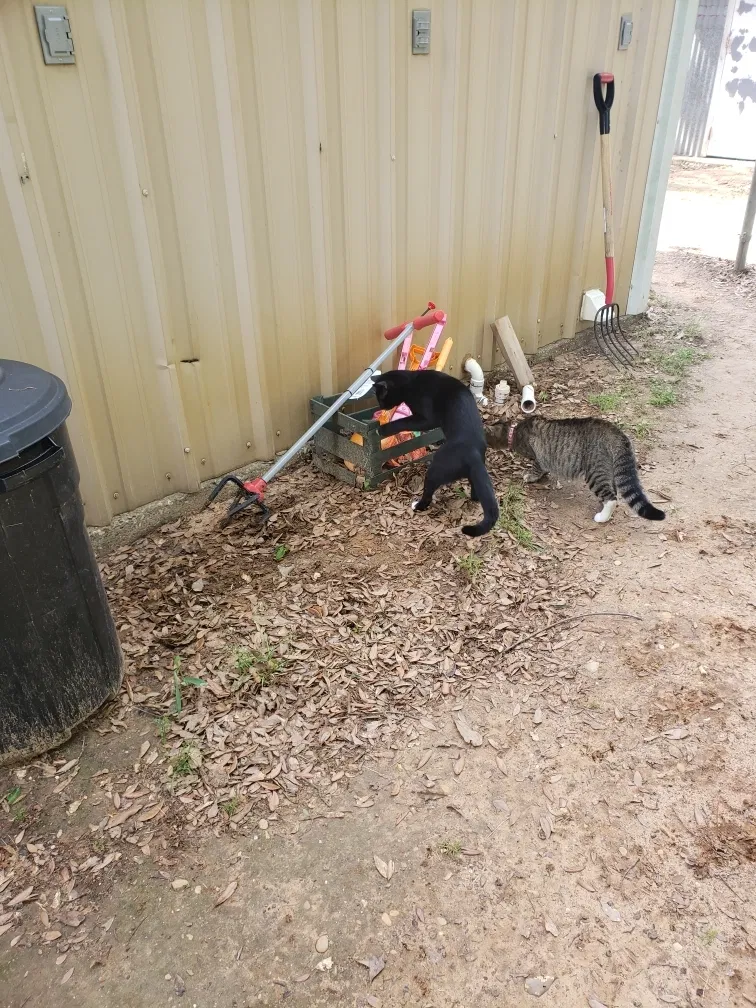 Lost cat in Mabank, TX, 75156