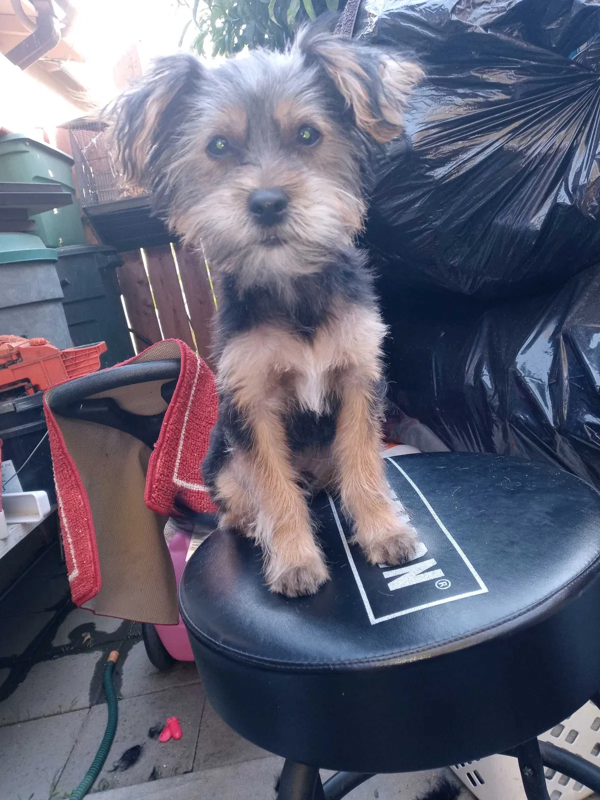 Lost dog in Santa Ana, CA, 92704