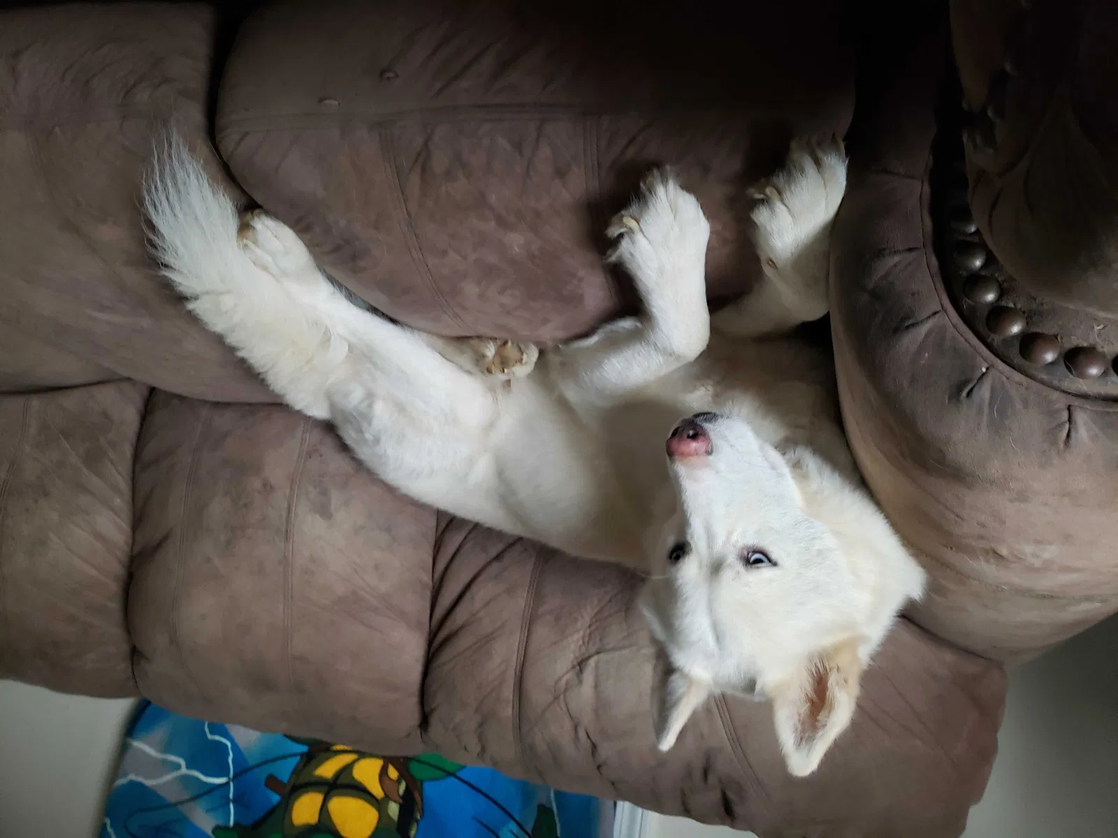 Lost dog in Evansville, IN, 47714