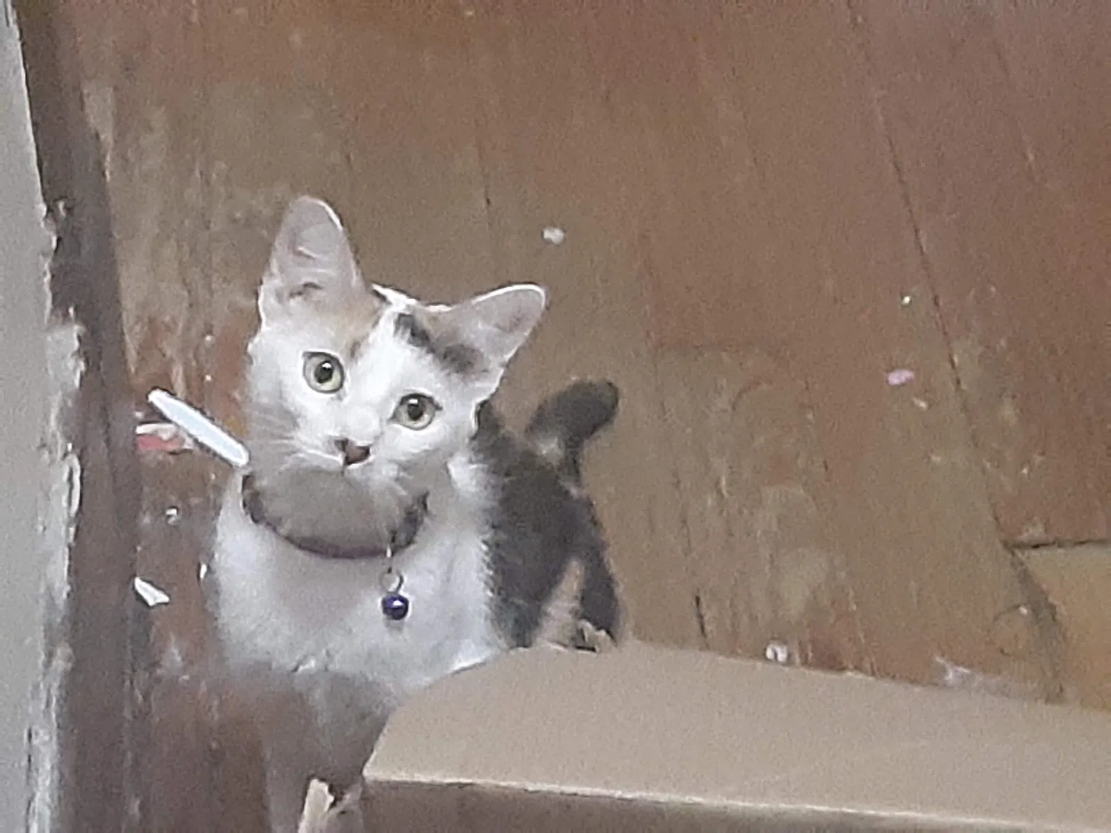 Lost cat in Topeka, KS, 66604