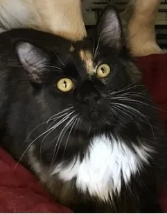 Lost cat in North Charleston, SC, 29420