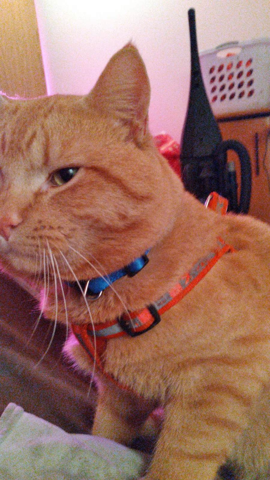 Lost cat in Portland, OR, 97217