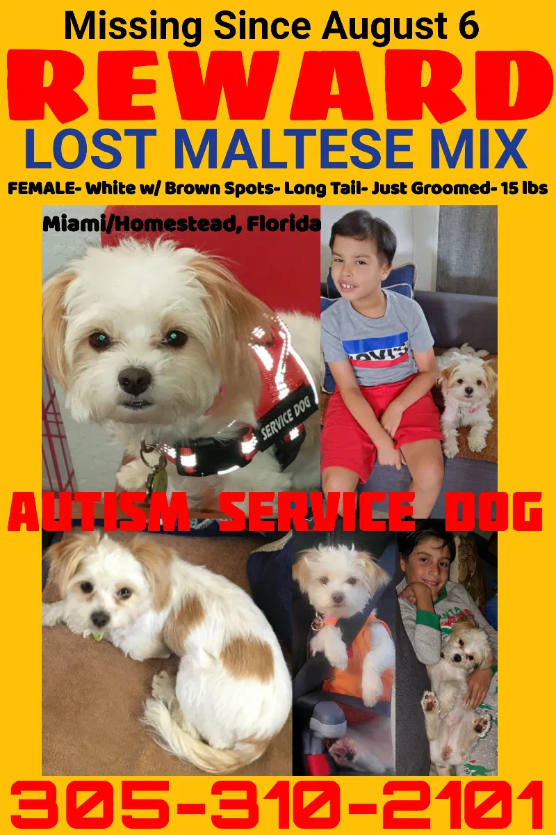 Lost dog in Homestead, FL, 33033