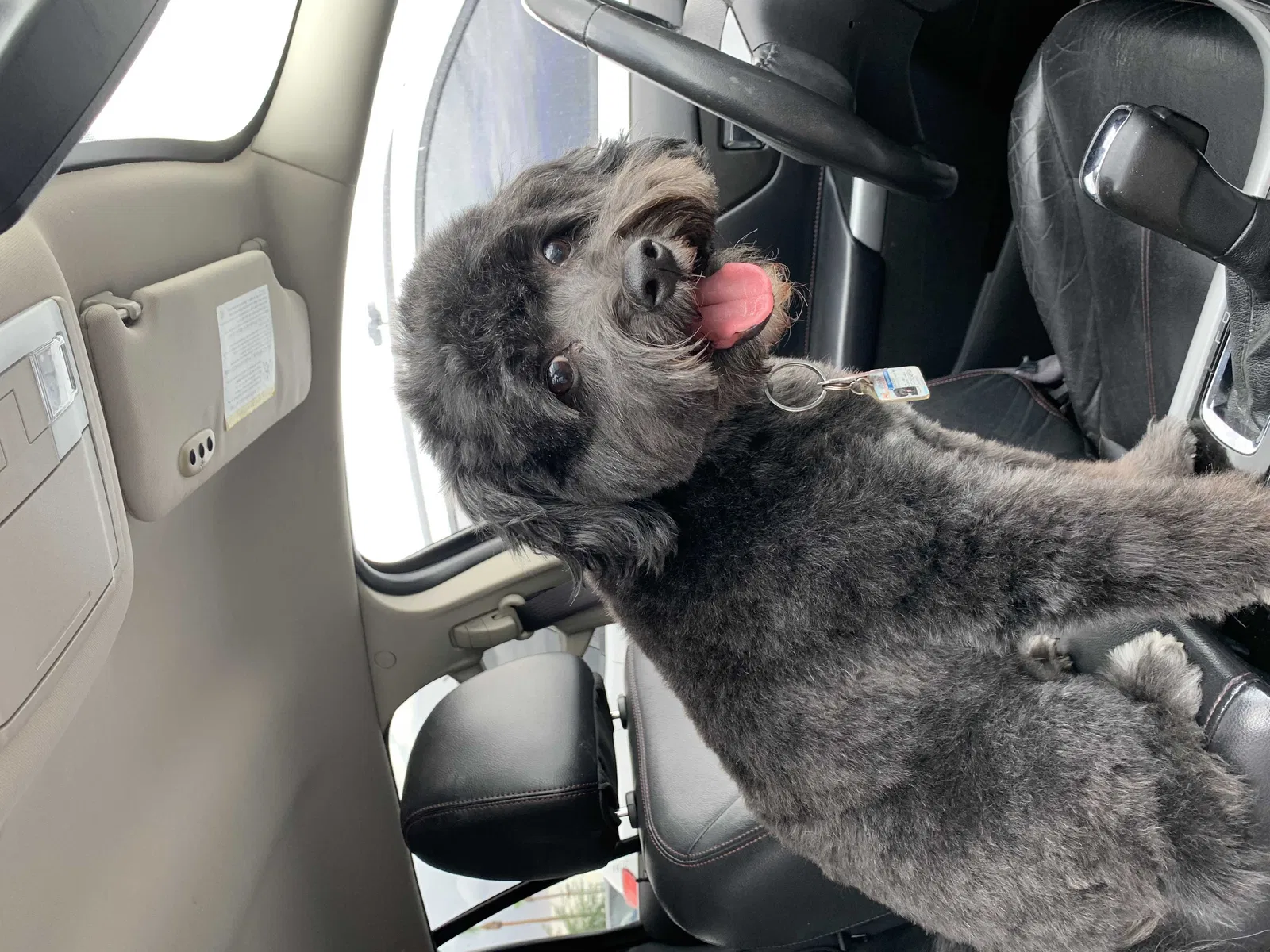 Lost dog in Las Vegas, NV, 89108
