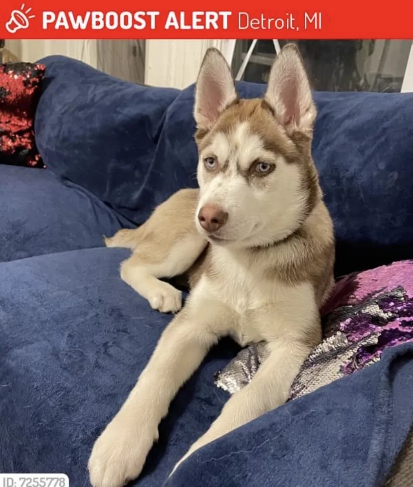 Lost dog in Detroit, MI, 48213