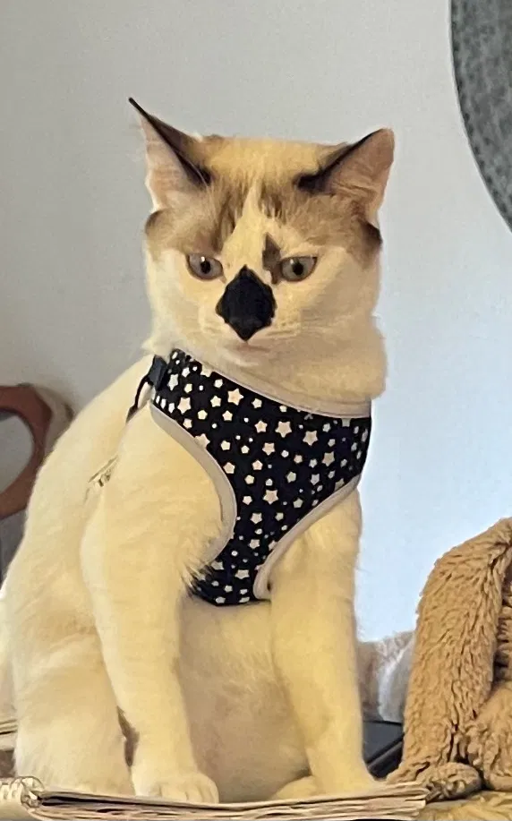 Lost cat in Ocala, FL, 34474