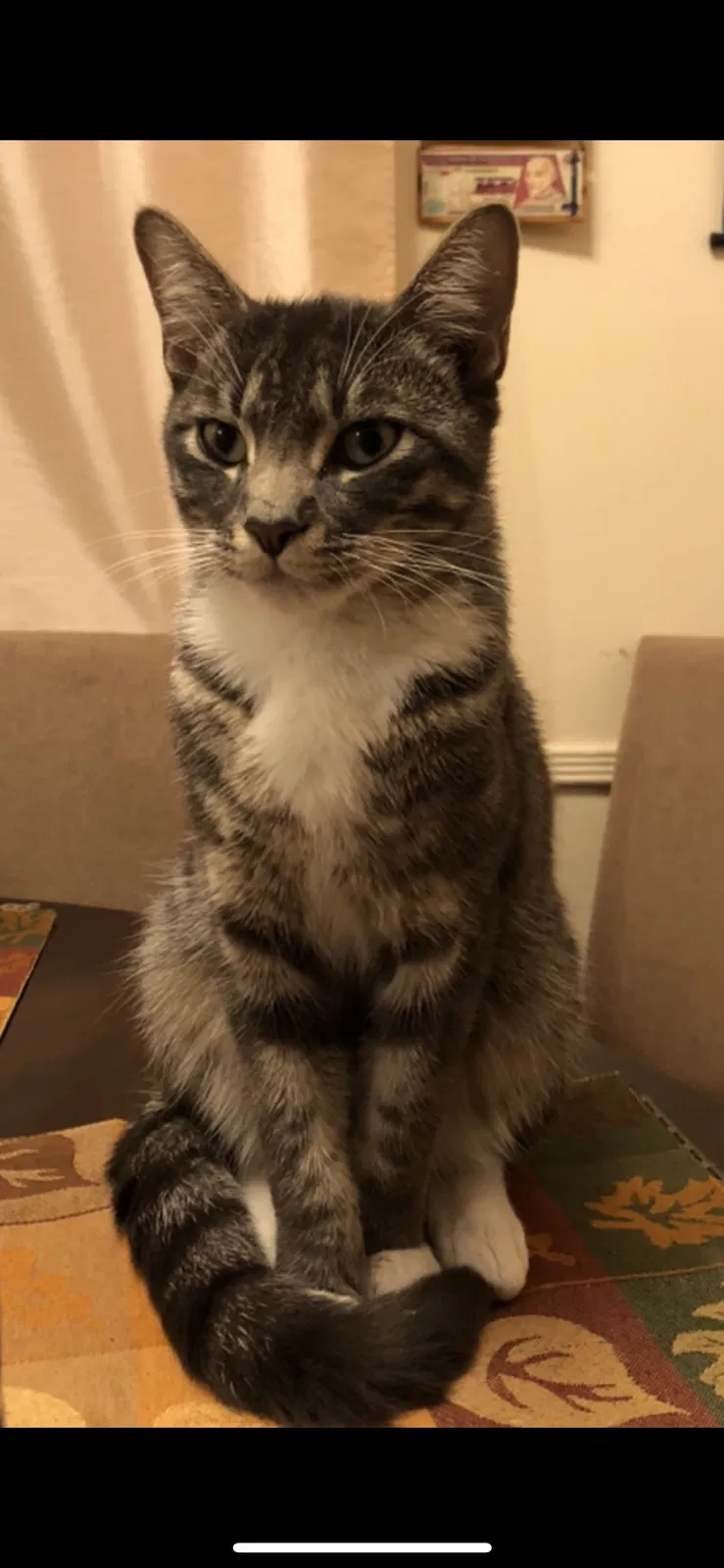 Lost cat in Reseda, CA, 91335