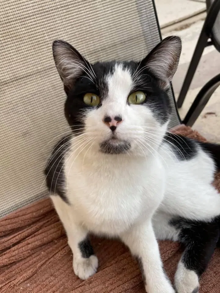 Lost cat in Mesa, AZ, 85208