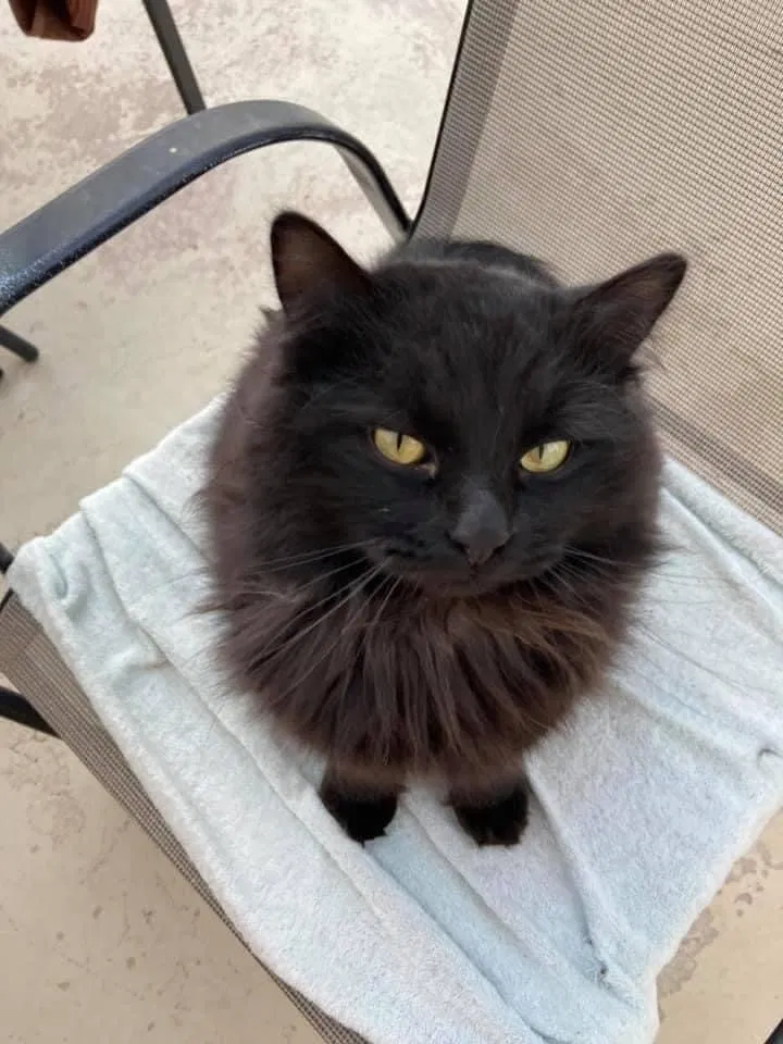 Lost cat in Mesa, AZ, 85208