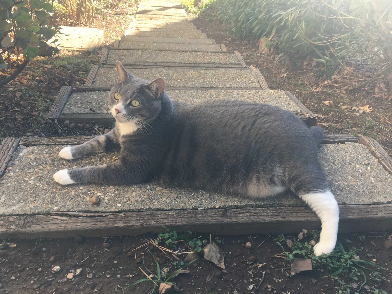 Lost cat in Murphys, CA, 95247