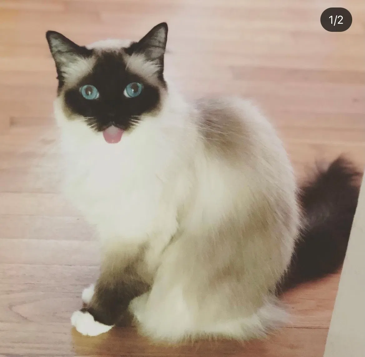Lost cat in Newnan, GA, 30263