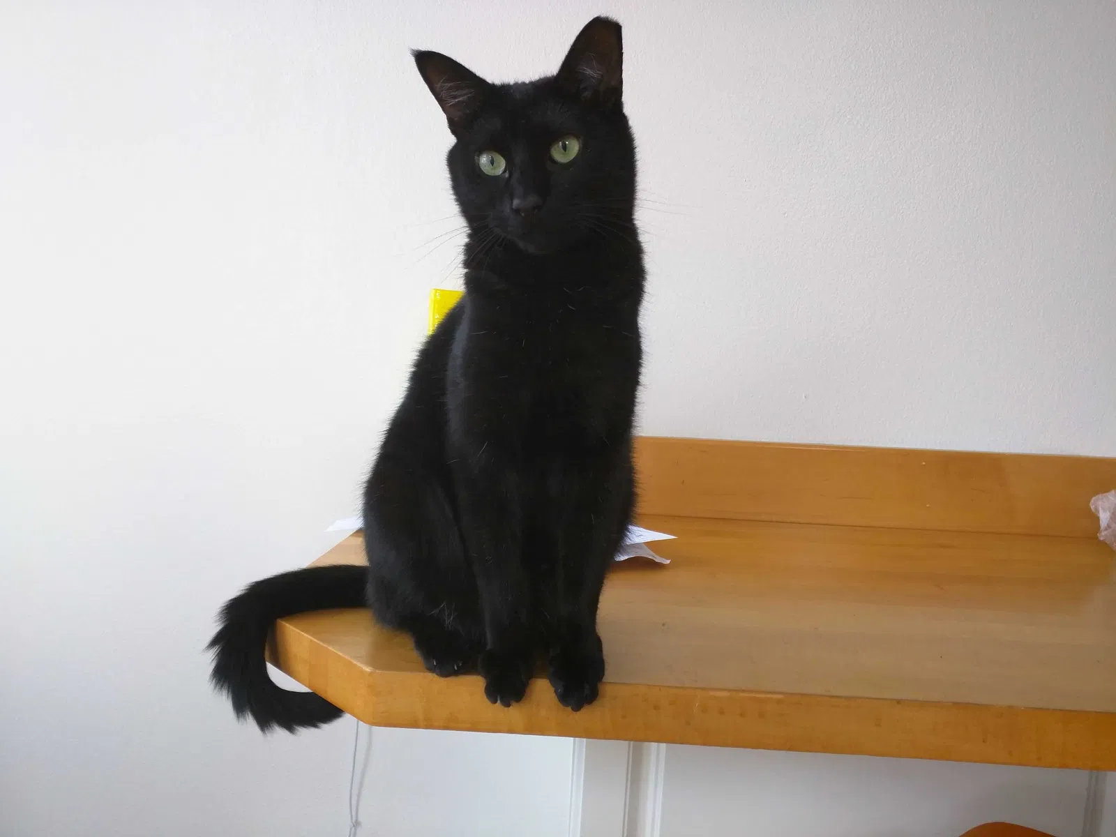 Lost cat in Portland, OR, 97215