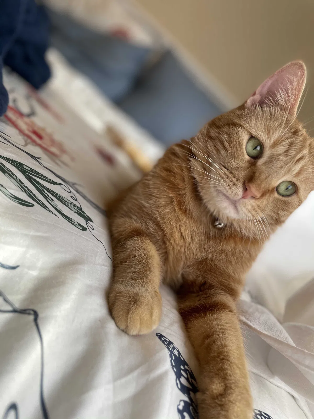 Lost cat in Lewisville, TX, 75067