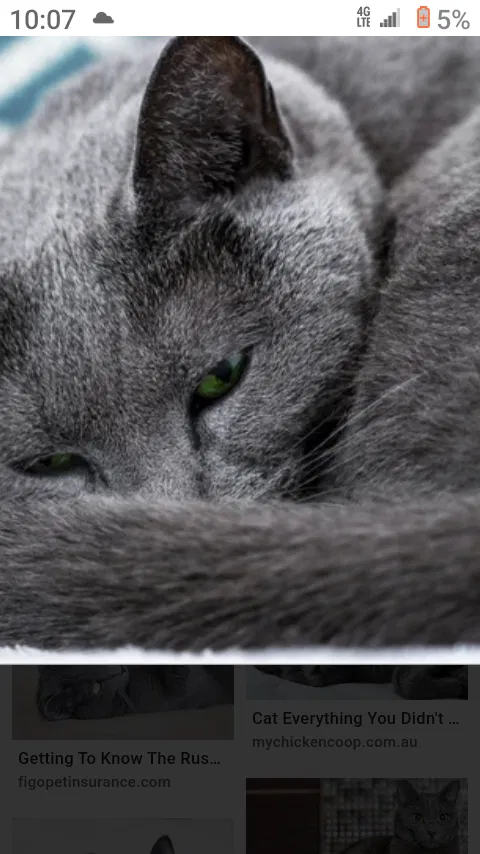 Lost cat in Corvallis, OR, 97330