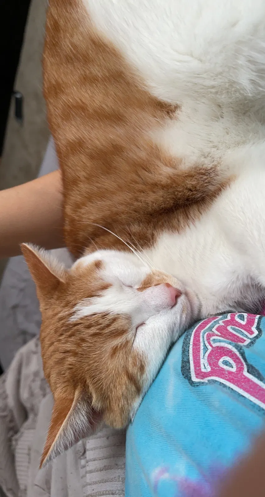 Lost cat in Dundalk, MD, 21222