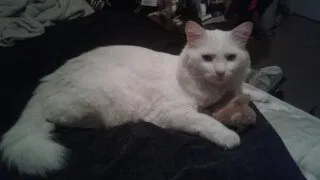 Lost cat in Dallas, TX, 75252