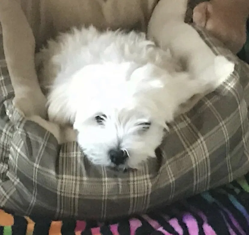 Lost dog in Los Angeles, CA, 90022