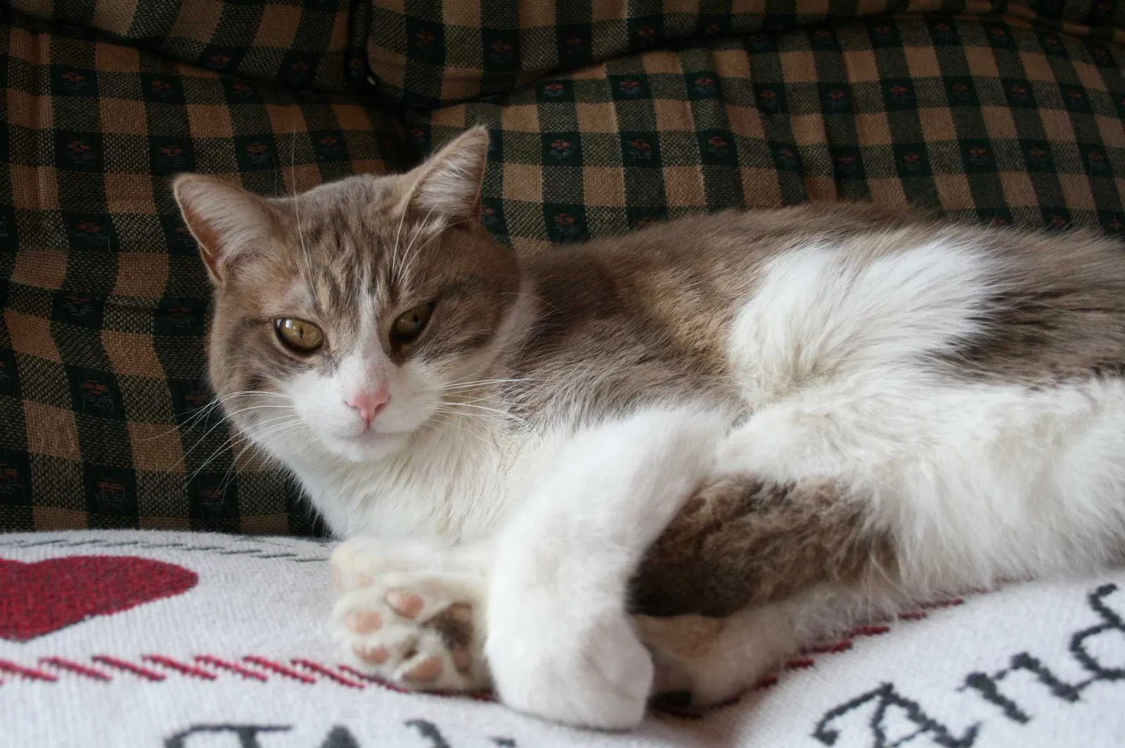 Lost cat in Shortsville, NY, 14548