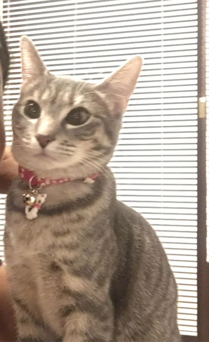 Lost cat in Norristown, PA, 19403