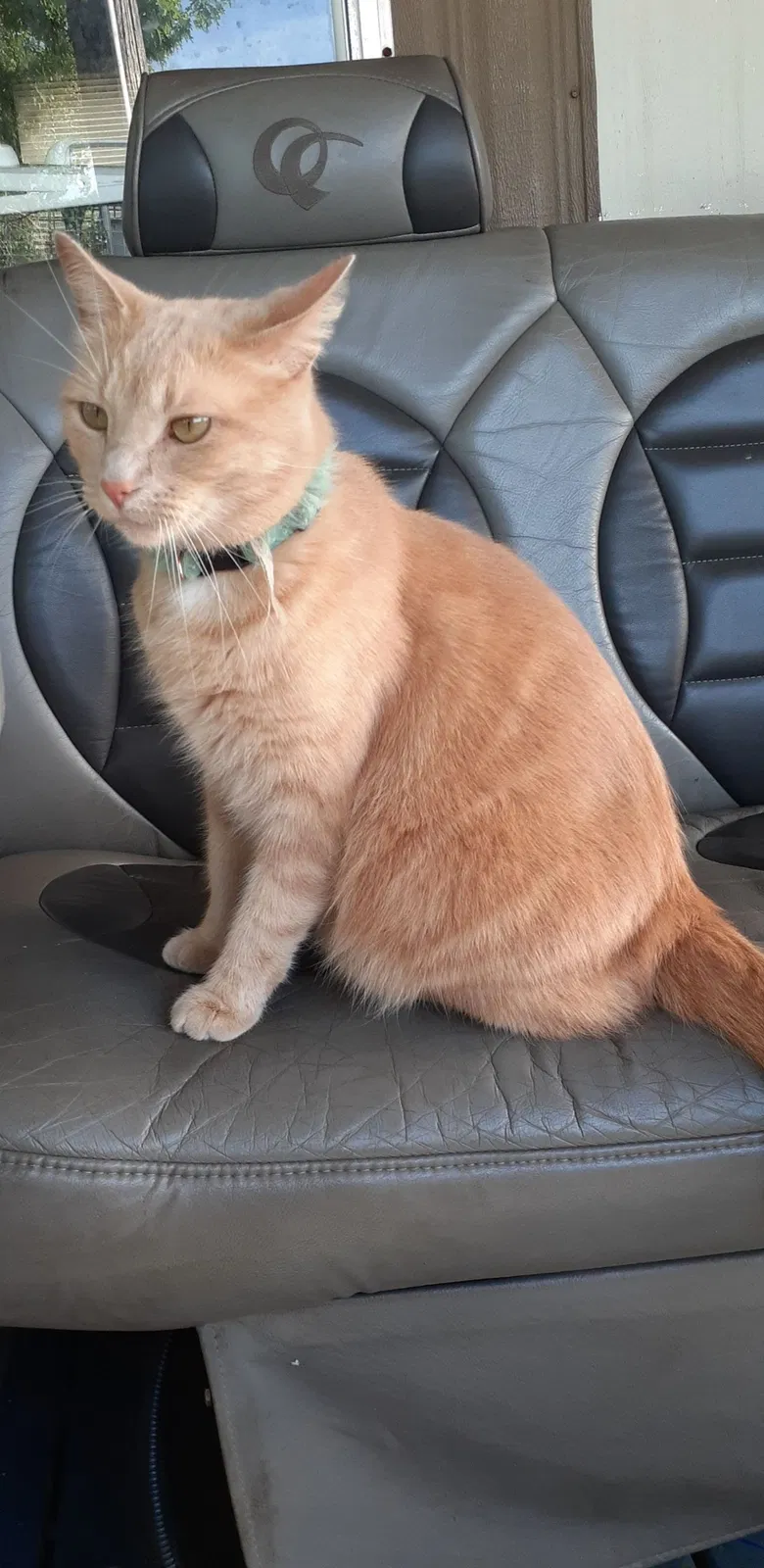 Lost cat in Lansing, MI, 48911
