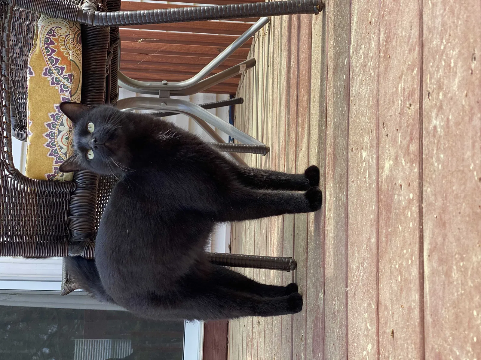 Lost cat in Irmo, SC, 29063