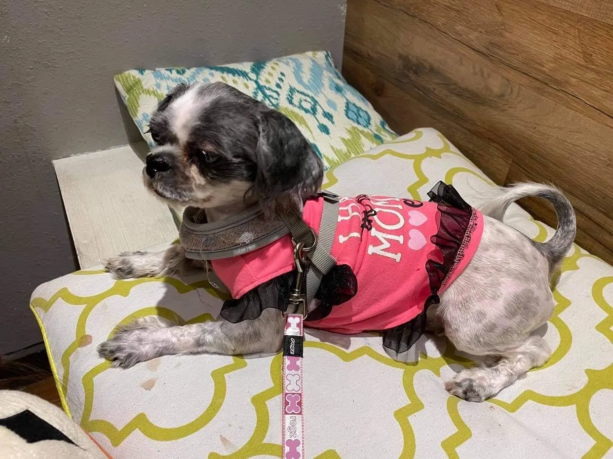 Lost dog in San Marcos, TX, 78666