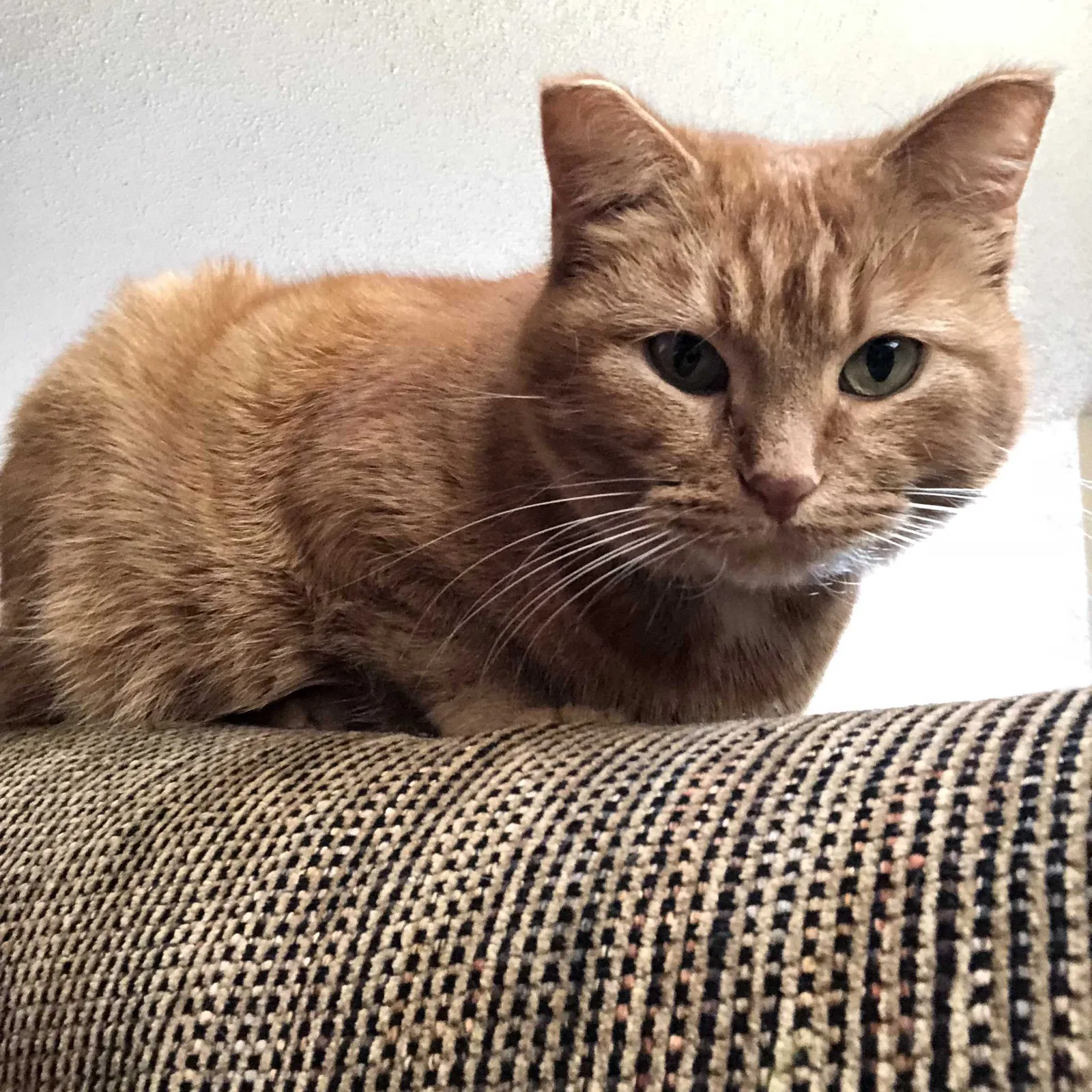 Lost cat in Burnsville, MN, 55306