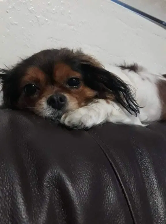 Lost dog in Bakersfield, CA, 93309