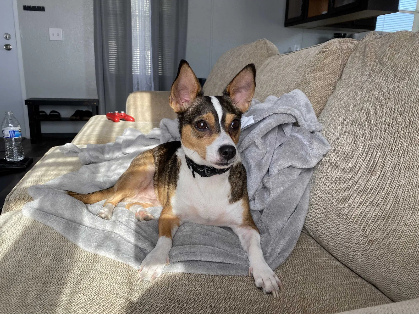 Lost dog in Fort Worth, TX, 76119