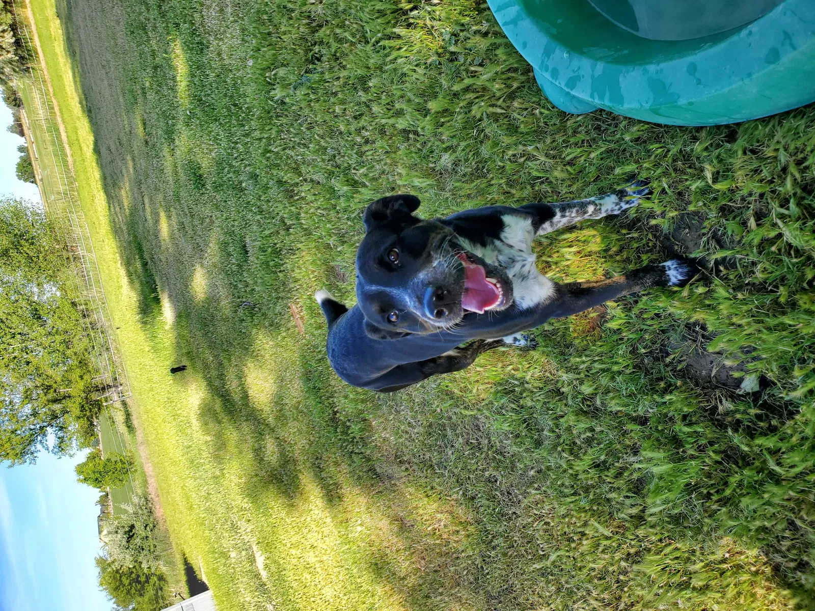 Lost dog in Caldwell, ID, 83607
