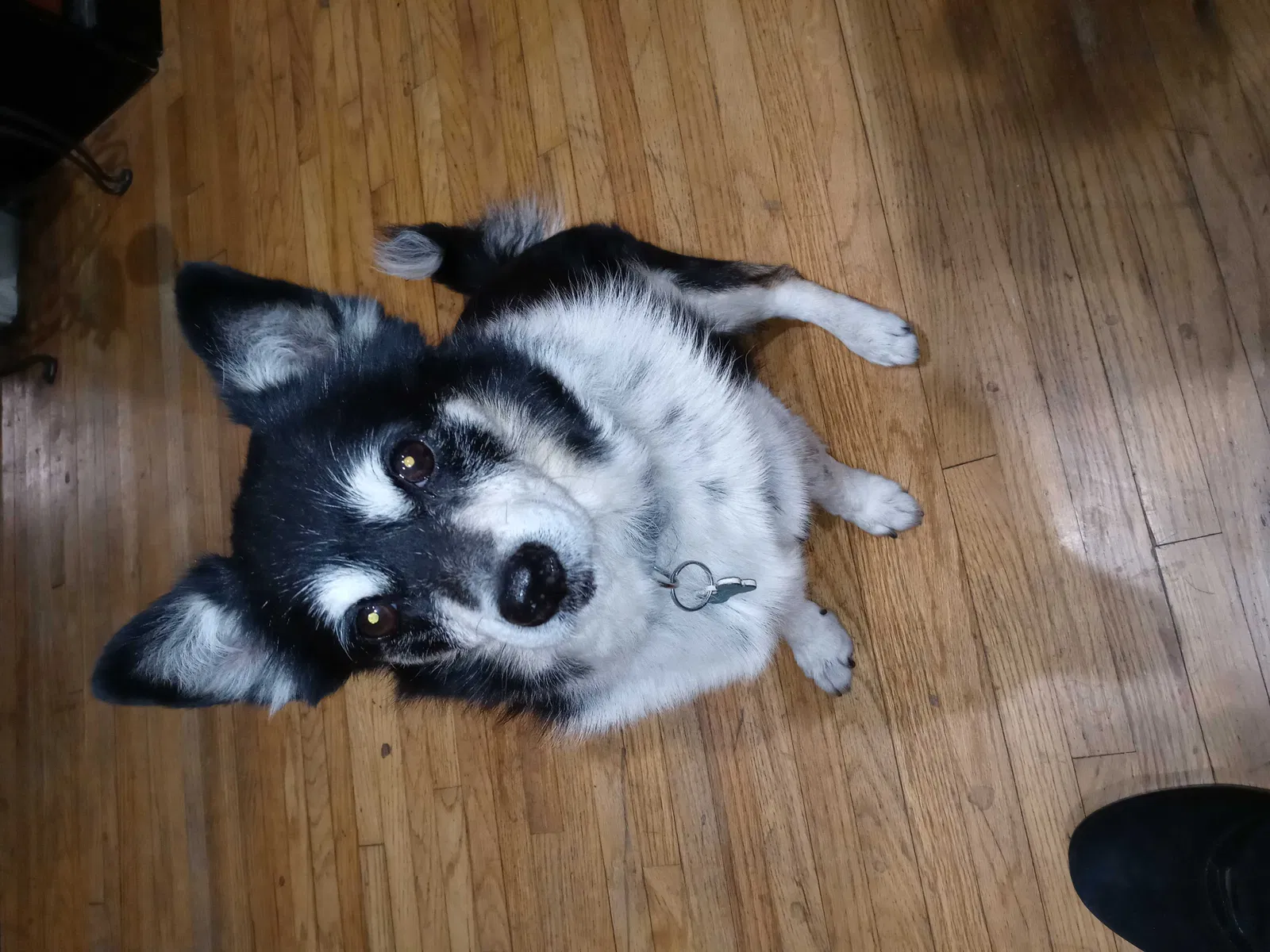 Lost dog in Los Angeles, CA, 90044