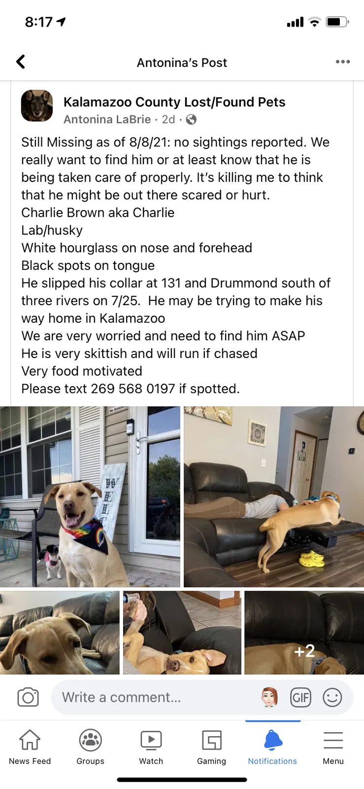 Lost dog in Constantine, MI, 49042