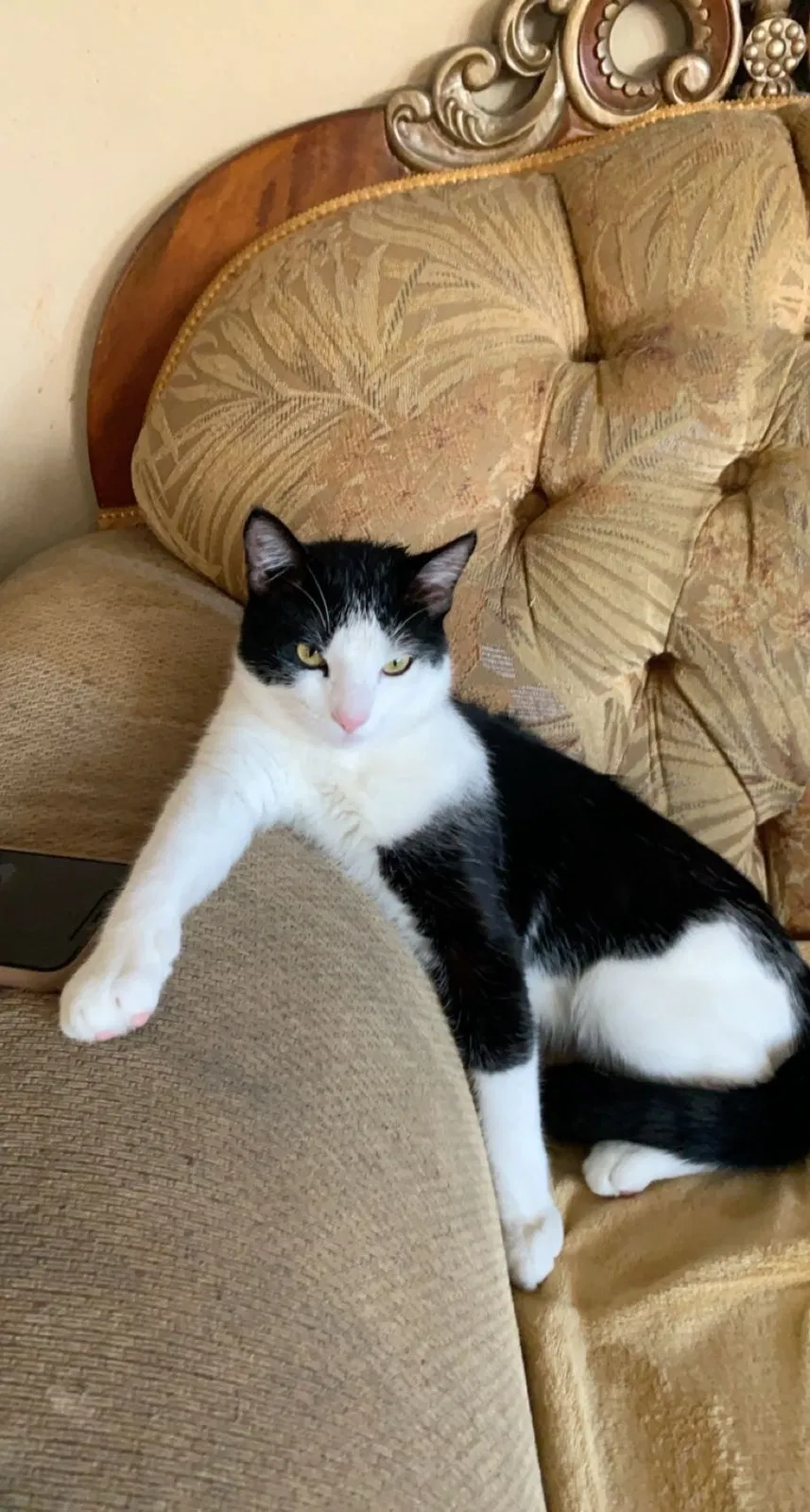 Lost cat in San Diego, CA, 92126