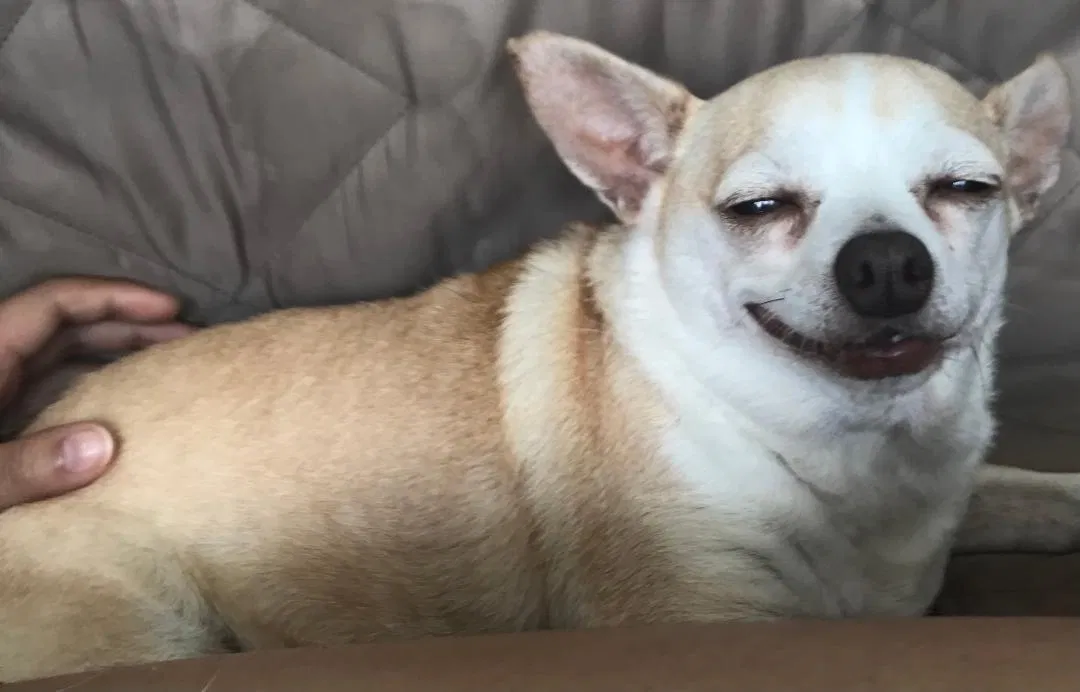 Lost dog in Evans, GA, 30809