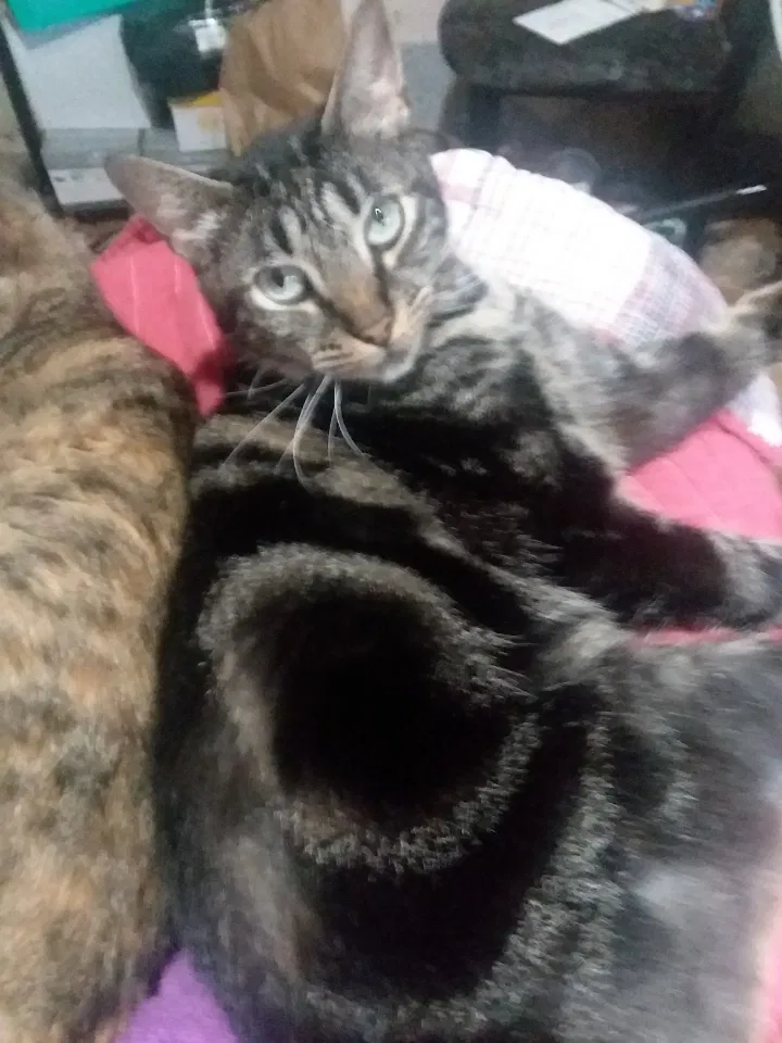 Lost cat in Portland, OR, 97266
