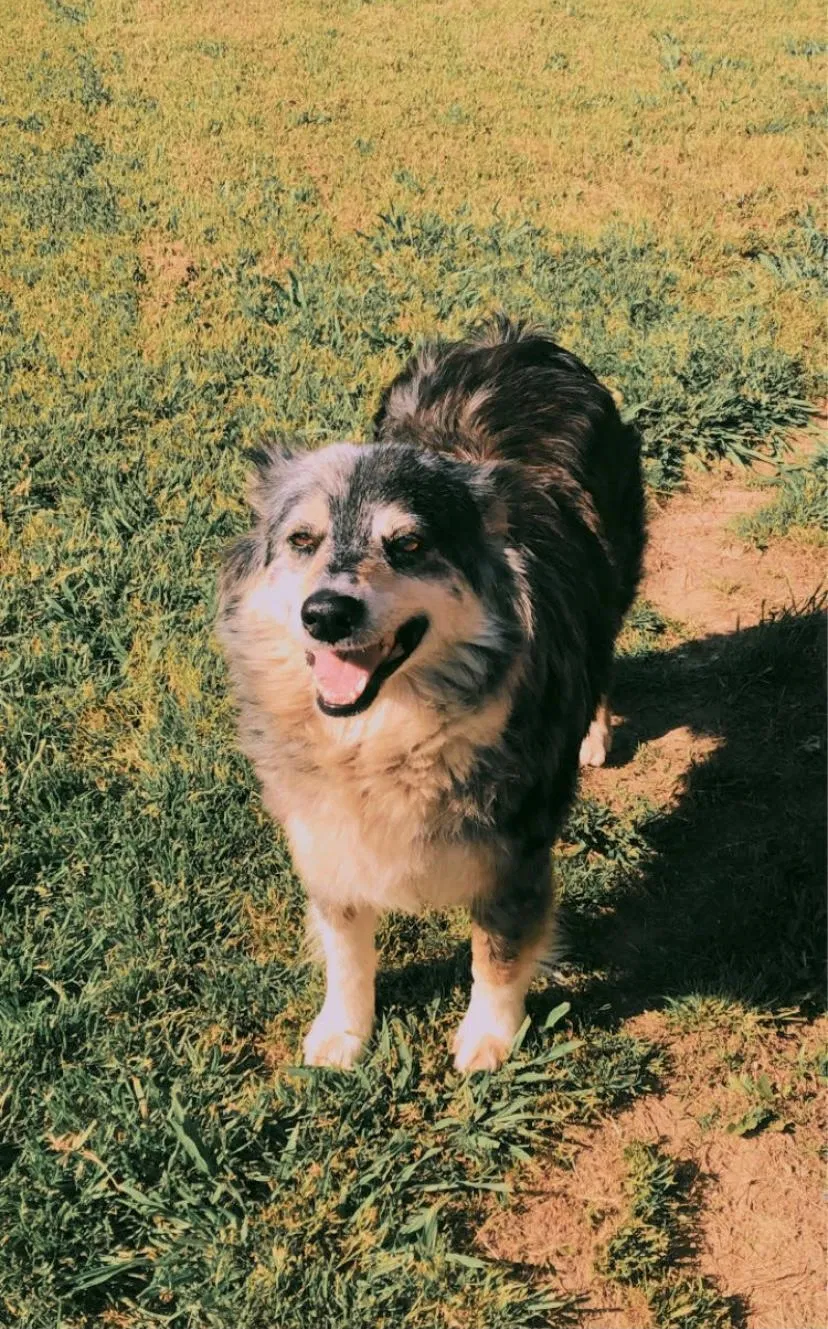 Lost dog in Dallas, TX, 75217