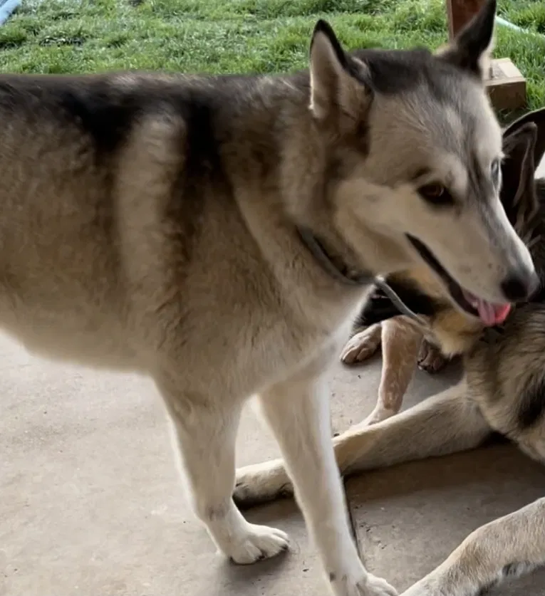 Lost dog in Modesto, CA, 95358