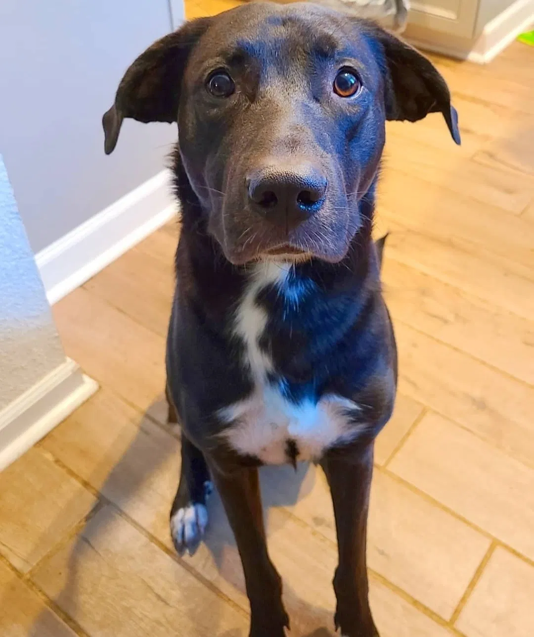 Lost dog in Franklin, GA, 30217