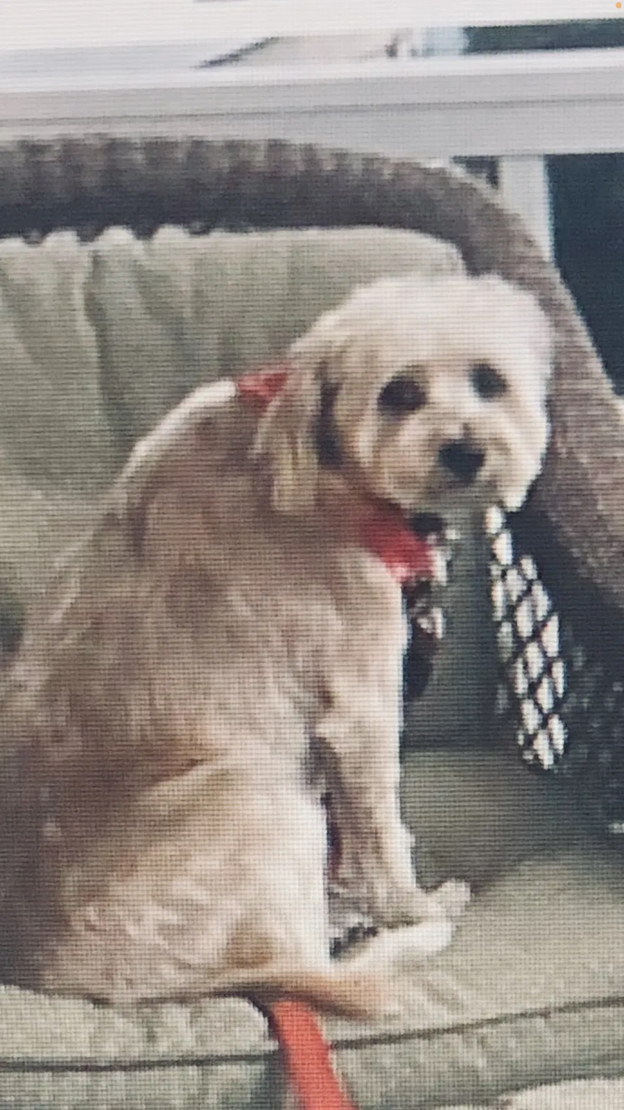 Lost dog in Canton, OH, 44705