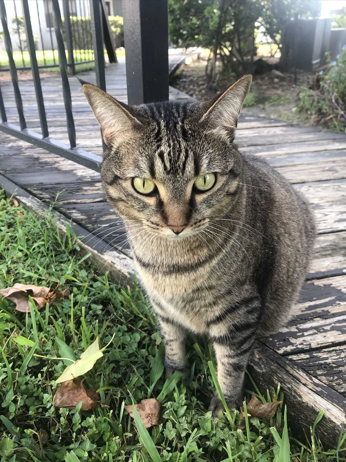 Lost cat in Pasadena, TX, 77507