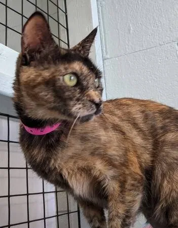 Lost cat in Redwood City, CA, 94063