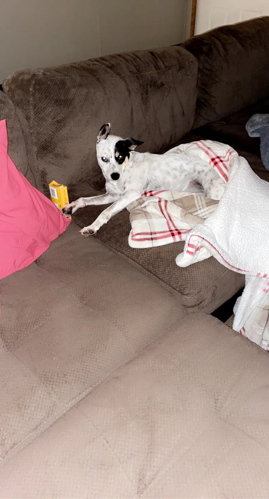 Lost dog in Hayden, AL, 35079