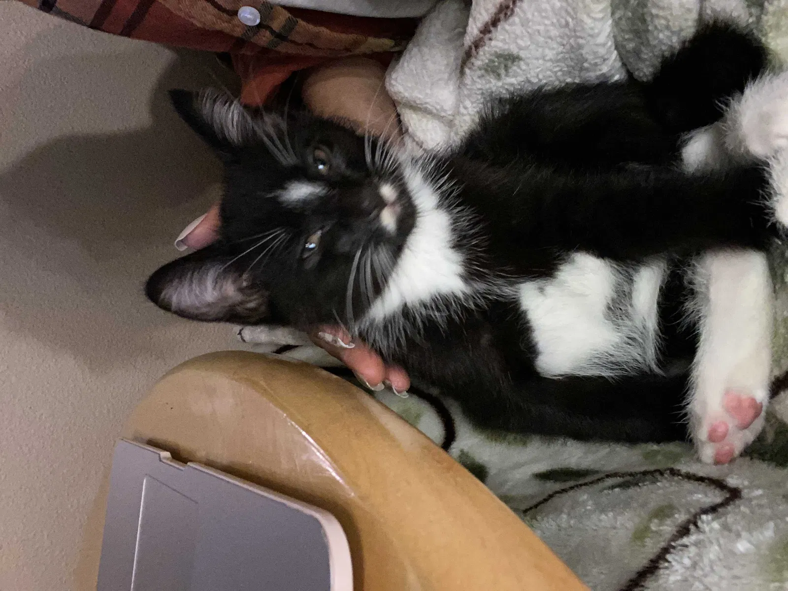 Lost cat in Salem, OR, 97306