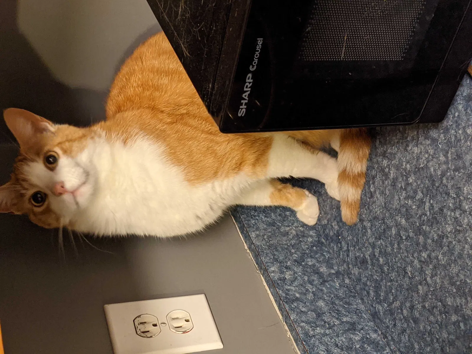 Lost cat in Winchester, KY, 40391