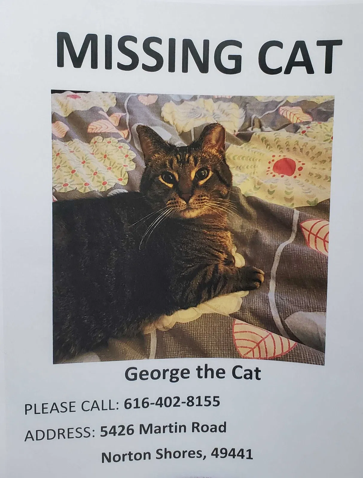 Lost cat in Muskegon, MI, 49441