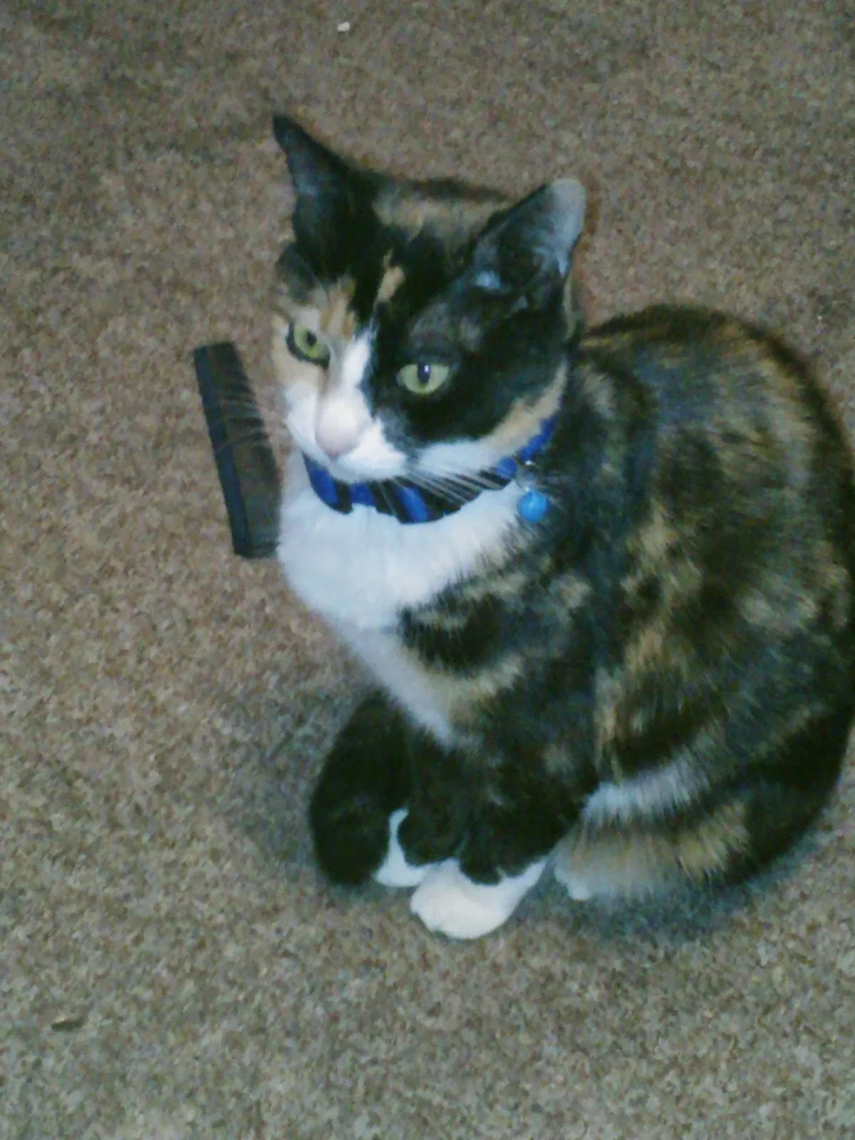 Lost cat in Tampa, FL, 33612