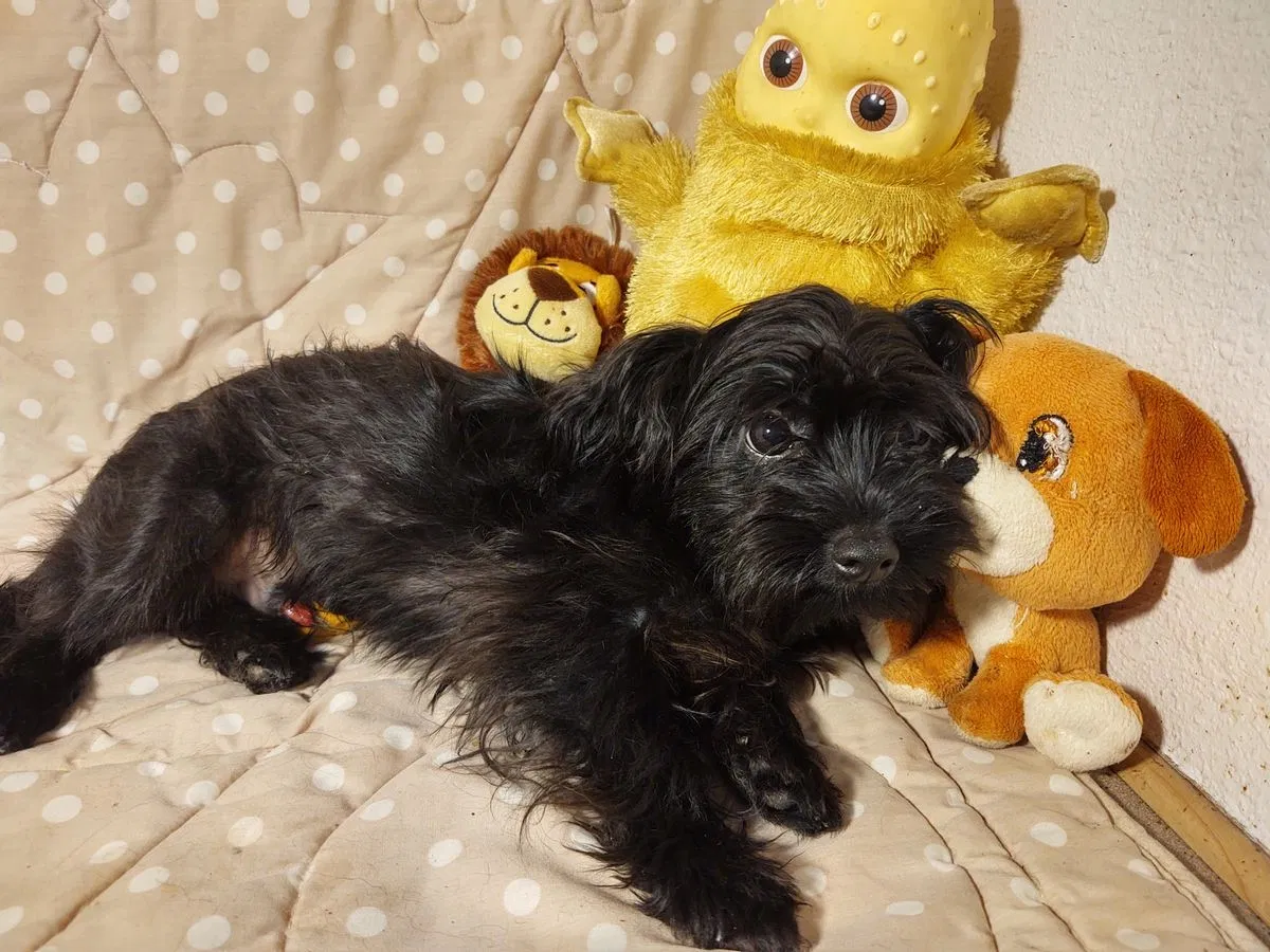 Lost dog in Fort Lauderdale, FL, 33319