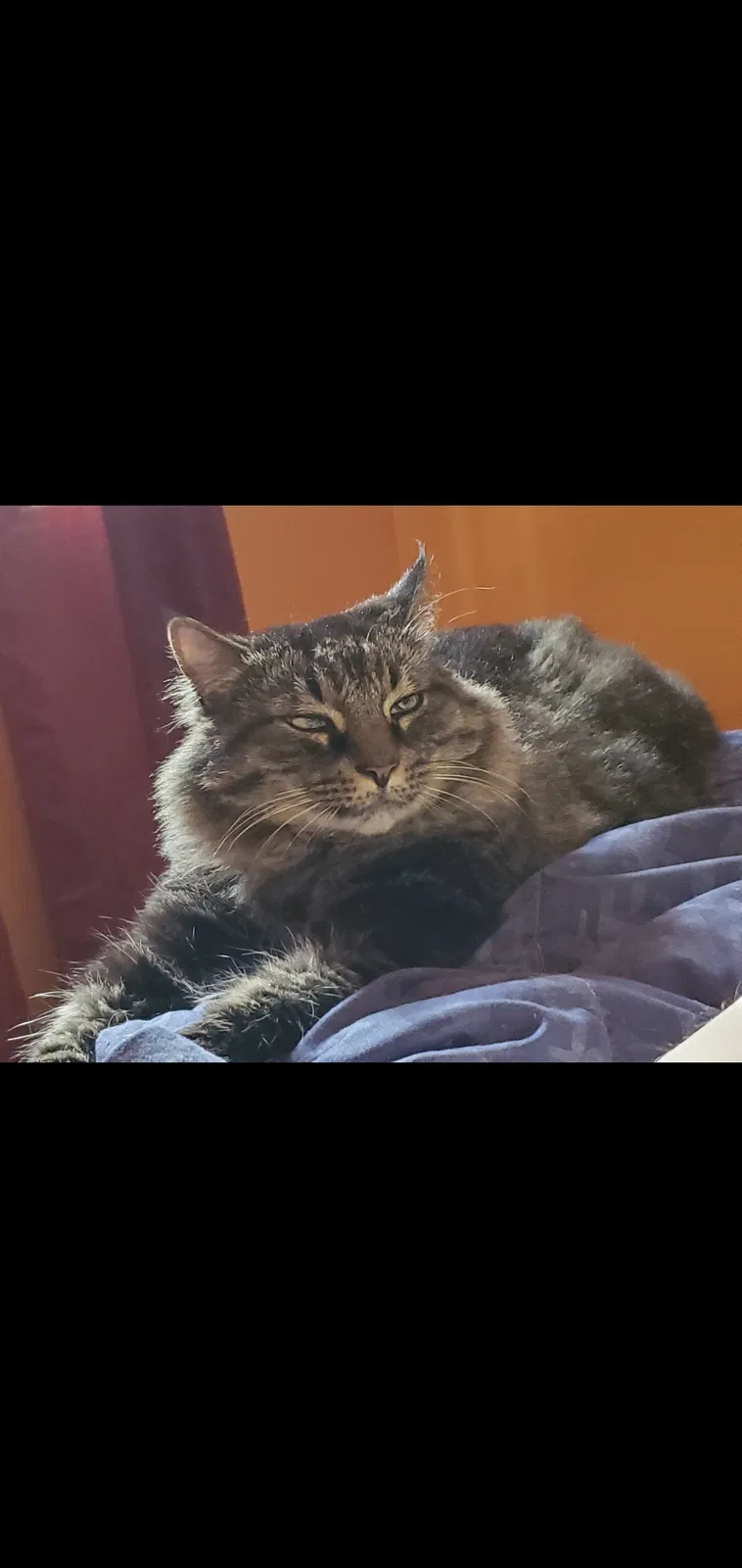 Lost cat in Springfield, MA, 1129